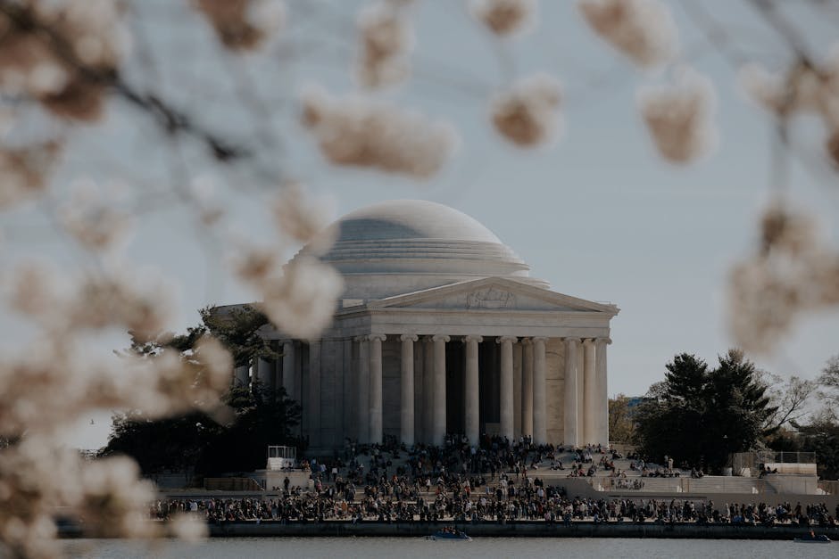 Cherry blossoms, with the Jefferson Memorial in the background in Washington D.C.